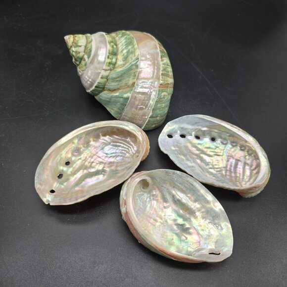 Natural Polished Green Jade Turbo & Abalone Shells Decorative Display DH1361 - Picture 2 of 5